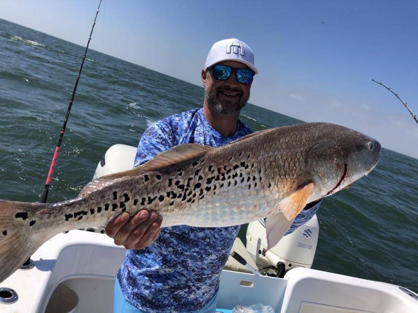 185 Spots on this bull red.